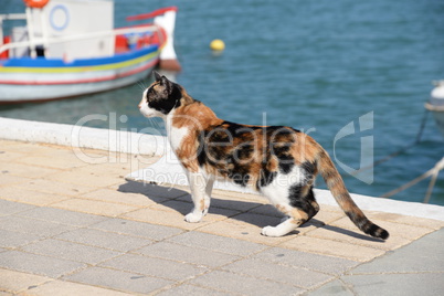 Katze im Hafen von Sitia, Kreta