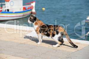 Katze im Hafen von Sitia, Kreta