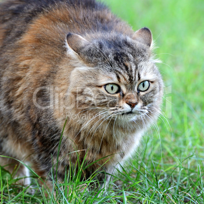 cat on background of green grass