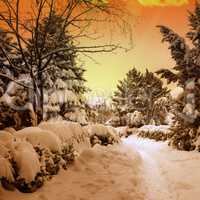 beautiful sunset in snowy woods