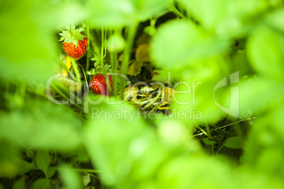 Strawberry in the fruit garden