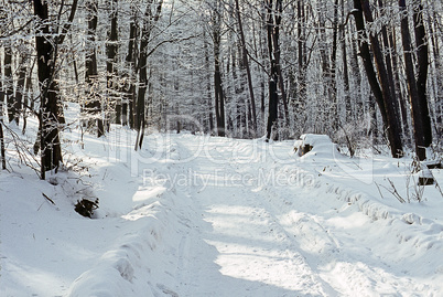 Forest in winter