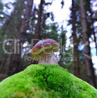 Steinpilz im Wald