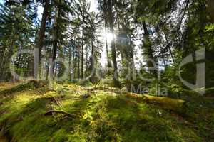 Sonnenschein im Wald mit Moos