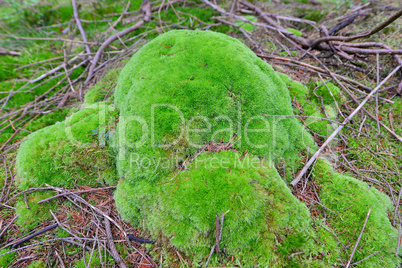 Wald Moos Herbst