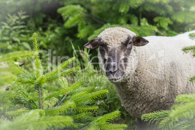 Schaf im Wald