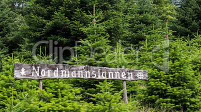 Holzschild mit Schrift Nordmanntannen