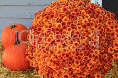 Thanksgiving Pumpkins and Flowers