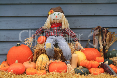 Harvest and Thanksgiving and Scarecrow