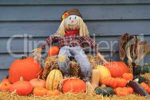 Harvest and Thanksgiving and Scarecrow