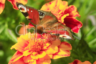 peacock eye on the marigolds