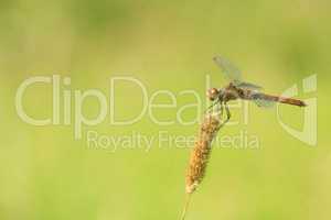 macro of dragonfly