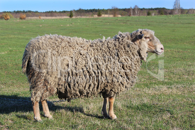 sheep standing on the grass