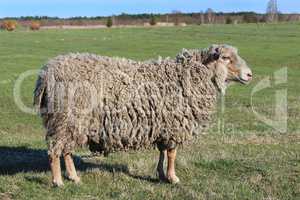 sheep standing on the grass