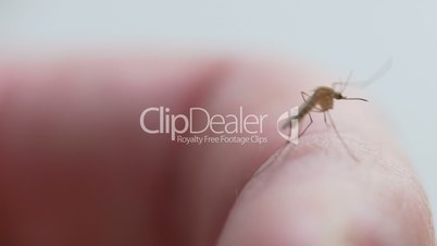 Mosquito walking on hand