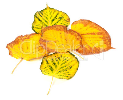 Autumn multicolored leafs