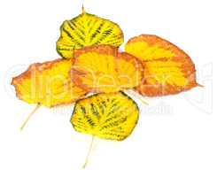 Autumn multicolored leafs