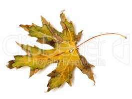 Dried autumn leaf