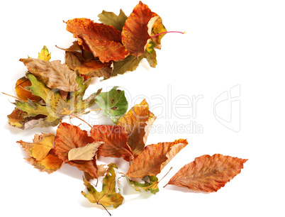 Autumn dried leafs