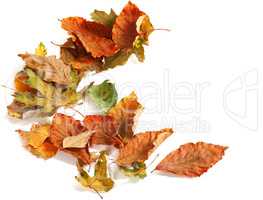 Autumn dried leafs