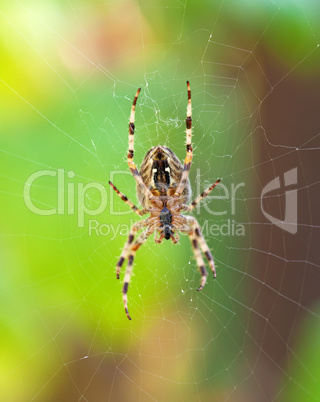 cross spider