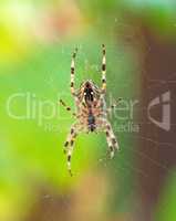 cross spider