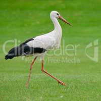 Stork on the green grass