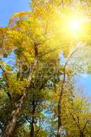 Sunlight through branches of autumn trees