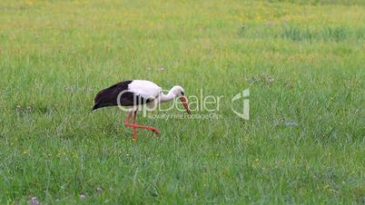 White stork on the meadow