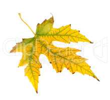 Autumn yellowed leaf on white background