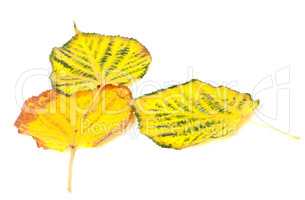 Autumn multicolored leafs on white background