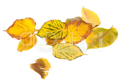 Autumn multicolored leafs