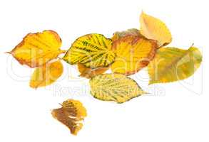 Autumn multicolored leafs