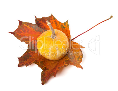 Decorative small pumpkin on autumn maple-leaf