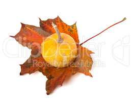 Decorative small pumpkin on autumn maple-leaf