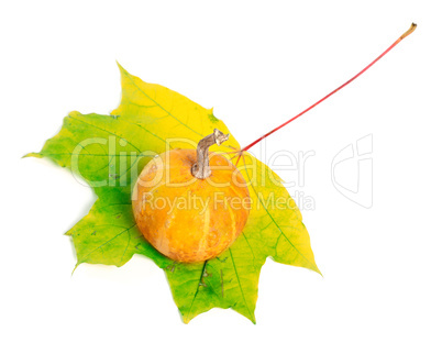 Decorative pumpkin on yellowed maple-leaf on white background