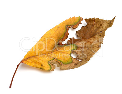 Yellowed dried autumn leaf on white background