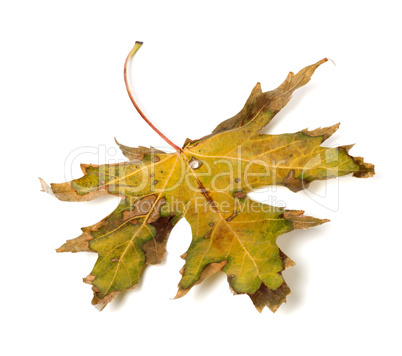 Autumn dry leaf on white background