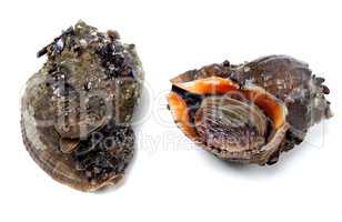Two veined rapa whelk covered with small mussels