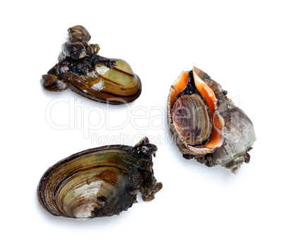 Two river mussels (Anodonta) and veined rapa whelk