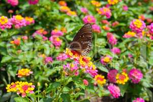 beautiful butterfly on a background of flowers