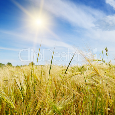 wheat field and blue sky