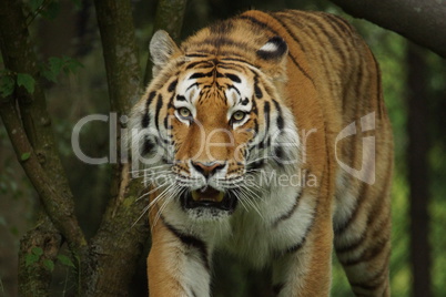 Tiger schleicht aus Gebüsch