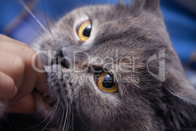 British cat lightly biting your finger man