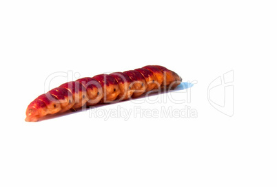 large, colorful caterpillar on a white background