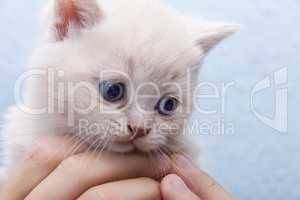 kitten in the hands of