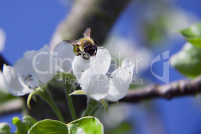 tree branch of Apple blossoms white flowers, a bee sitting on a