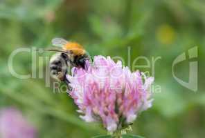 Pillination - bumble-bee in bloom