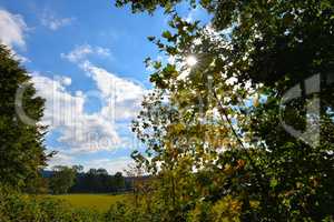 Herbstlaub im Gegenlicht der Sonne