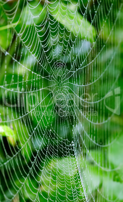 spider web